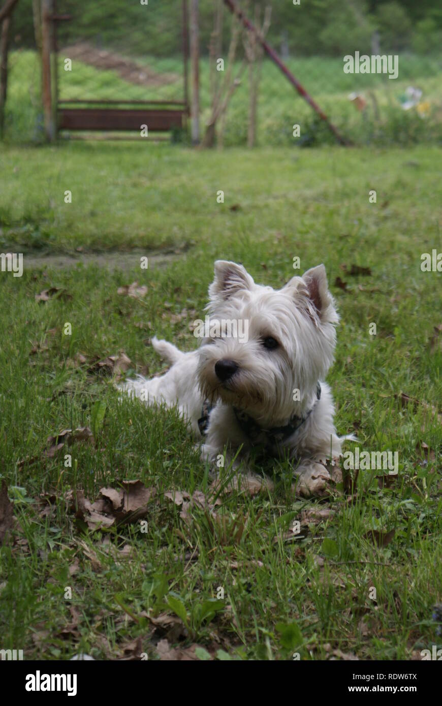 West highland white terrier lying in the grass Stock Photo