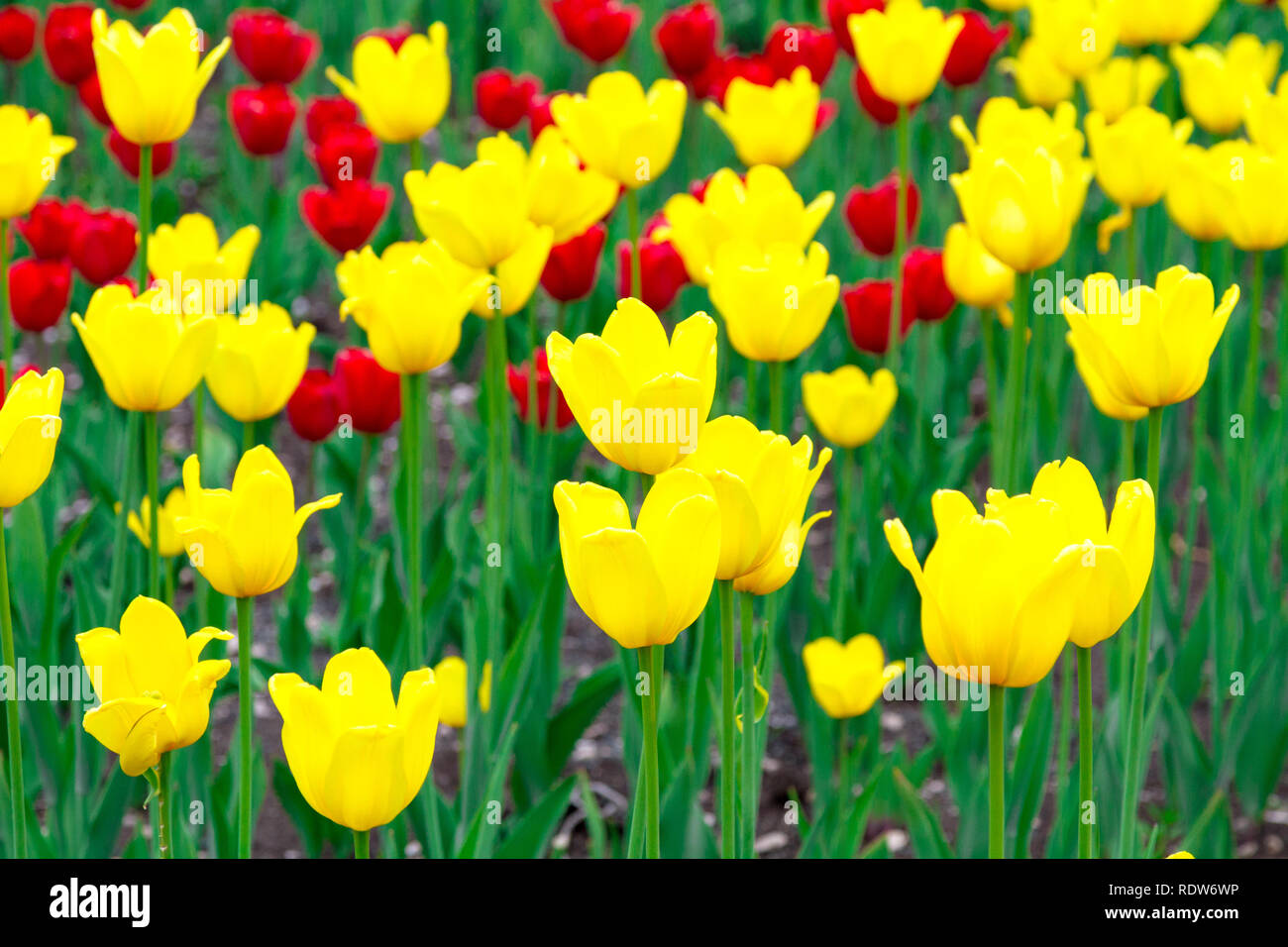Field of red and yellow tulips Stock Photo - Alamy