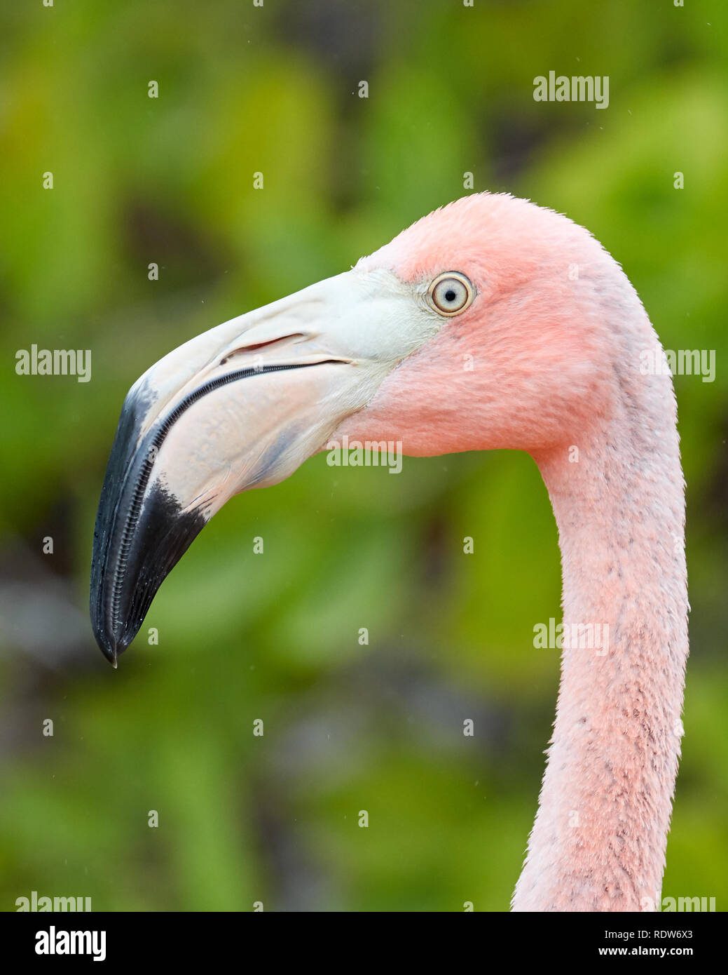 Head of Galapagos Flamingo against Trees Stock Photo