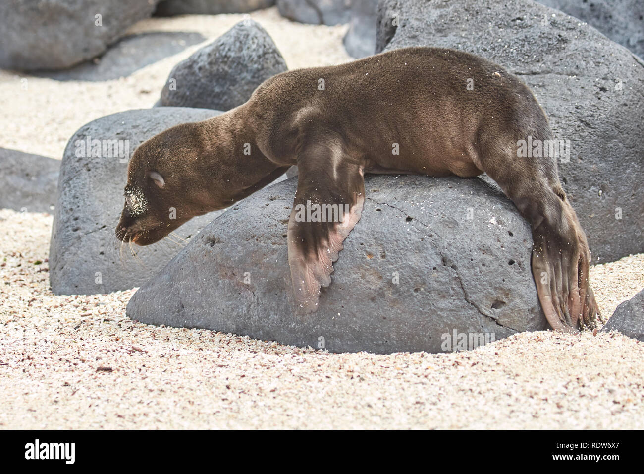 Baby Sea Lion on Beach with Rock Stock Photo