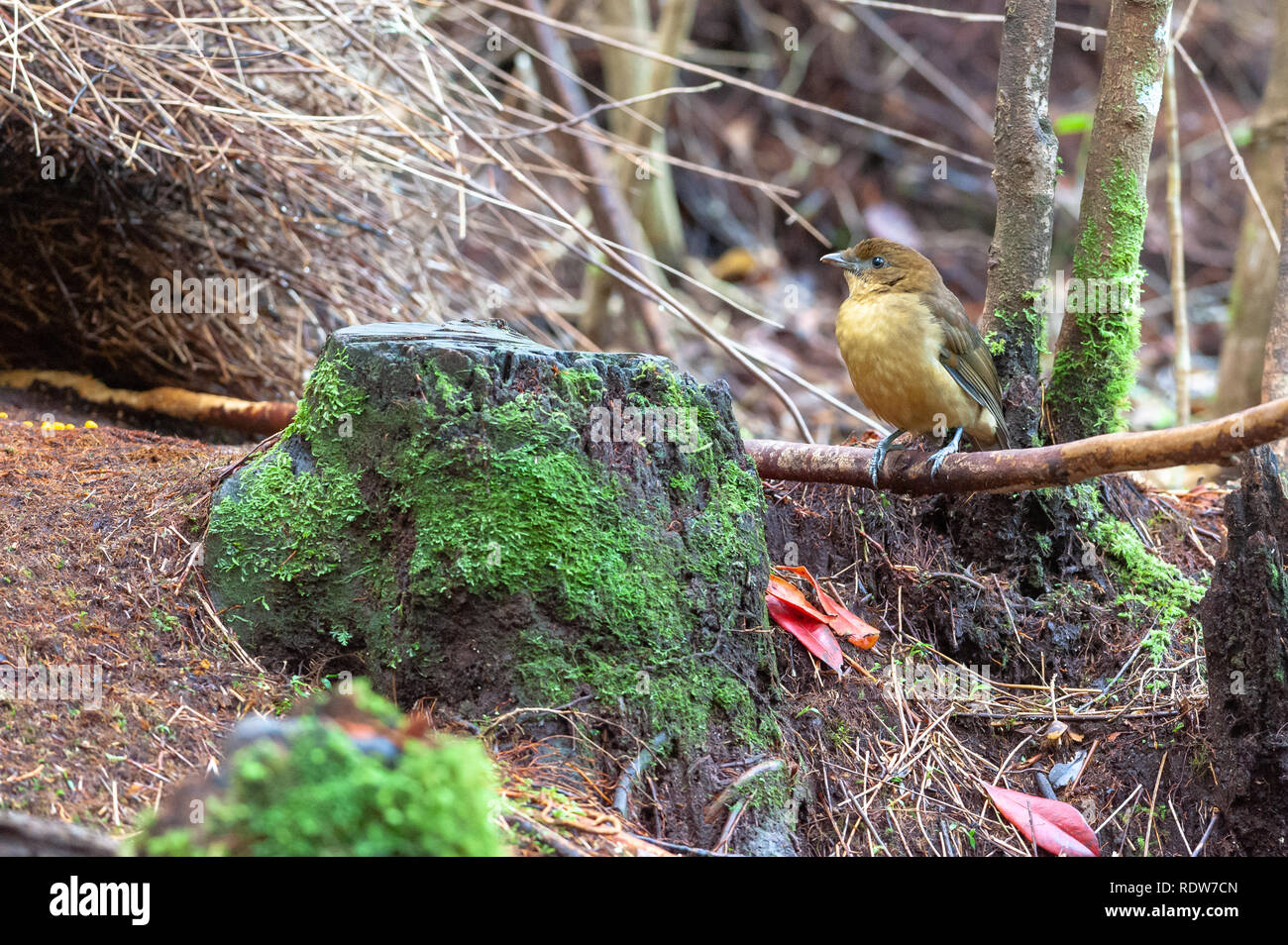 Vogelkop bowerbird (Amblyornis inornata) Stock Photo