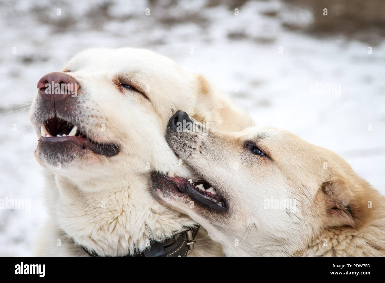 2 Alabai dogs playing in the snow Stock Photo - Alamy