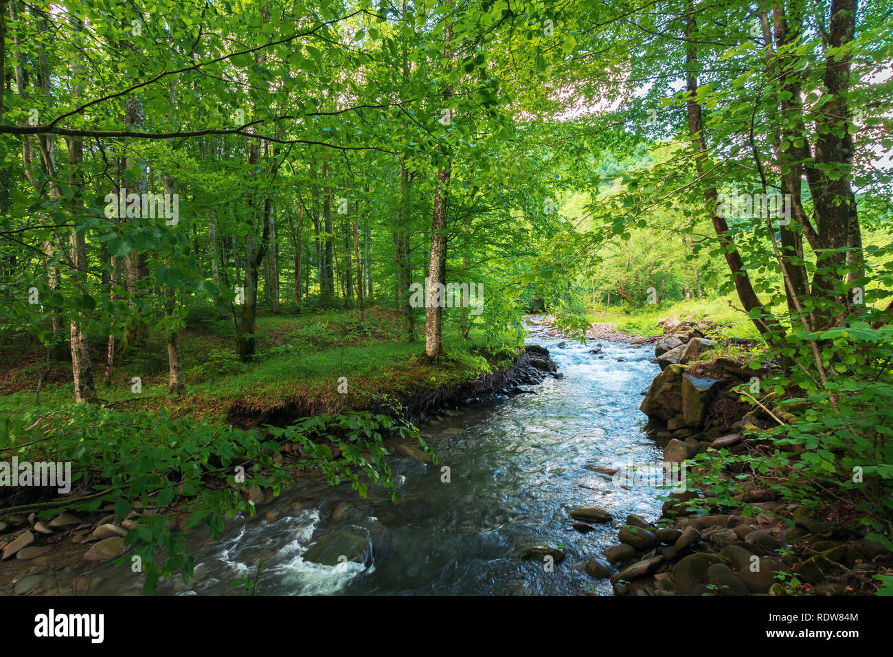 beautiful scenery of mountain river running through green beech forest in springtime. sunny weather. wonderful nature background. Stock Photo