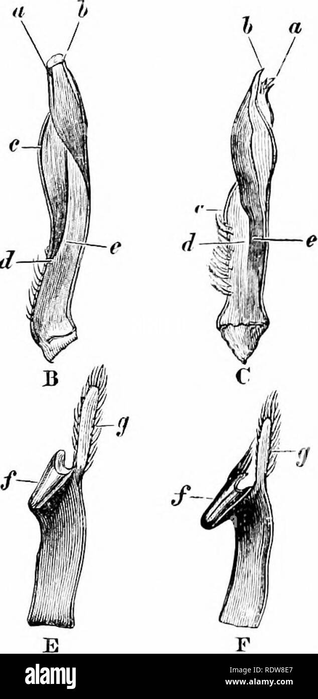 . An introduction to the study of zoology : by T. H. Huxley, F. R. S. ; with eighty-two illustrations. Crayfish; Zoology. ASTACUS NIGEESCENS. 245 There are no cervical spines, and the middle part of the cervical groove is angulated backwards instead of being transverse. «-'/. FlQ. 62. A &amp; D, Astaciis tnrrentium; B &amp; E, ^. notilU; C &amp; F, A. nigrescens. A—C, 1st abdominal appendage of the male ; D—F, endopodite of second appendage (x 3). a, anterior, and i, posterior roUed edge; o, d, e, corresponding parts of the appendages in each species ; /, rolled plate of endopodite ; g, termin Stock Photo