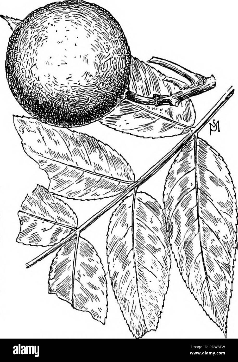 Valuable timber tree Cut Out Stock Images & Pictures Alamy