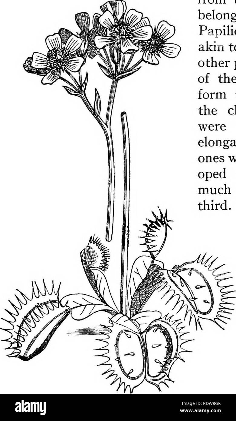 . The life of the plant. Plant physiology. 268 THE LIFE OF THE PLANT The mimosa and the catchfly are instances of plants capable of manifesting movements in response to the slightest external stimulus ; but here is also a plant in which movements take place without any external stimulus whatever—Desmodium or Hedysarum—coming from the West Indies and belonging to the so-called Papilionaceae and therefore akin to our bean, clover, and other plants. Imagine that, of the three leaflets which form the compound leaf of the clover, the uppermost were to become greatly elongated and the two side ones  Stock Photo