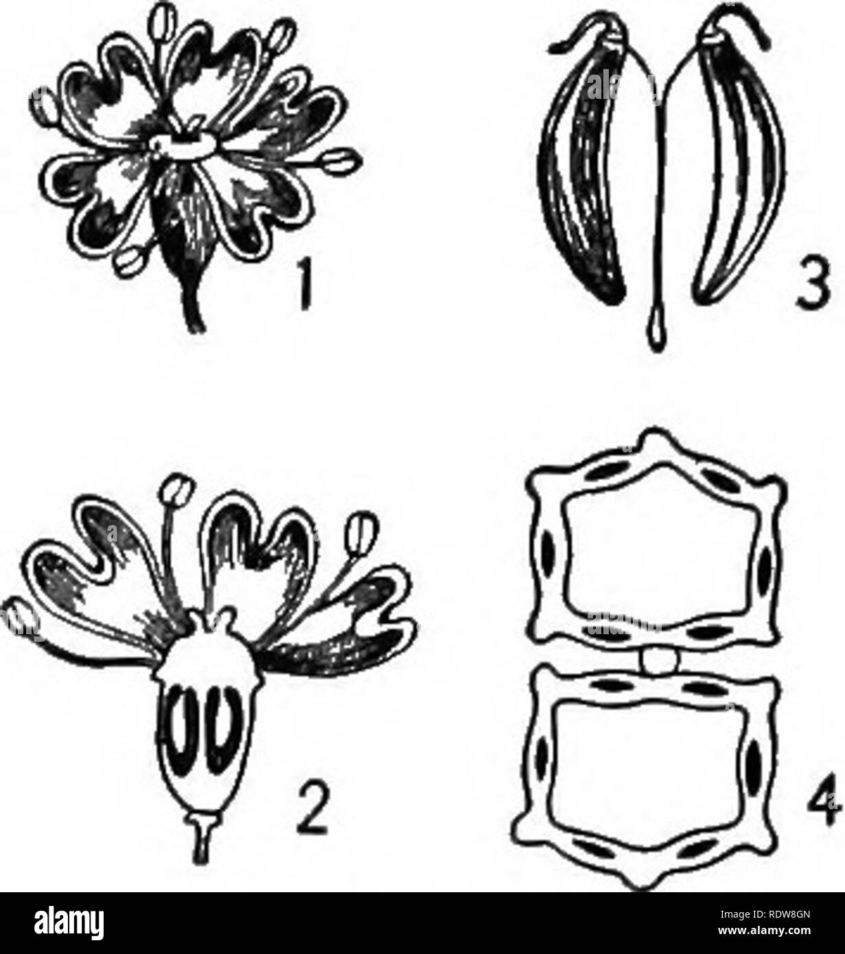. Introduction to botany. Botany. Dicotyledones. 83 disk crowning the ovary. Fruit consisting of 2 seedlil&lt;e carpels, each of which bears 5 primary ribs, and often 4 intermediate ones. Longi- tudinal oil tubes commonly occur in the tissue of the carpels between the ribs; these are best seen in cross sections of the carpels. I. HERACLEUM. Cow Parsnip. (Named for Herakles, Greek form of Hercules.) Tall, stout, and often pubescent perennials, with large, ternately compound leaves and broad, compound umbels of white flowers. Involucre of the general umbel deciduous or none; bracts of the involu Stock Photo