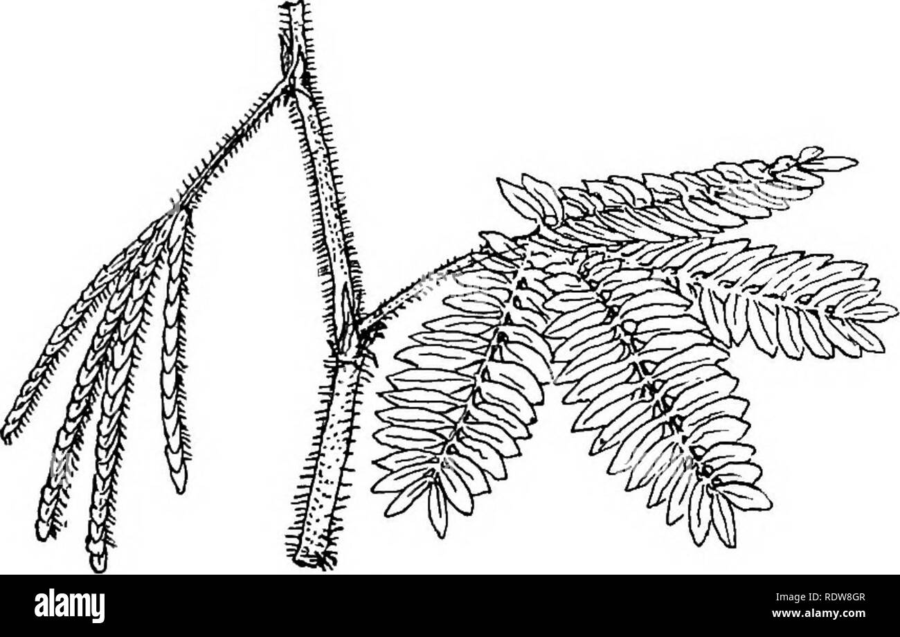 the way a plant looks is called its