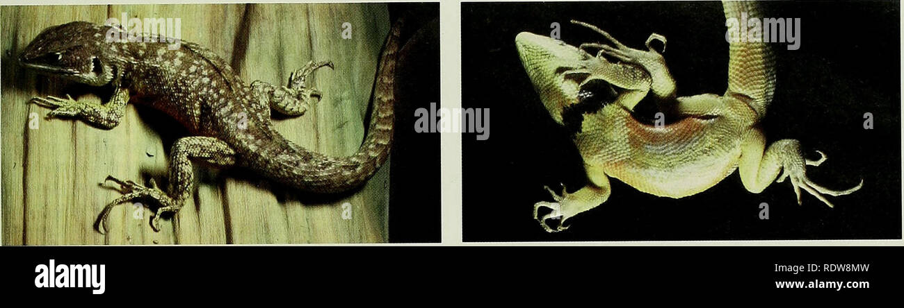 . Ecuadorian lizards of the genus Stenocercus (Squamata: Tropiduridae). Stenocercus; Stenocercus; Lizards; Lizards. Ecuadorian Lizards of the Genus Stenocercus 11. Sfciioccrcus guculhcri, QCAZ 41 ^^, male 72 mm S L (I t ) Stenocercus guentheri, QCAZ 4153, male, 72 mm SVL (LAC).. Please note that these images are extracted from scanned page images that may have been digitally enhanced for readability - coloration and appearance of these illustrations may not perfectly resemble the original work.. Torres-Carvajal, Omar. Lawrence, Kan. : Natural History Museum, University of Kansas Stock Photo