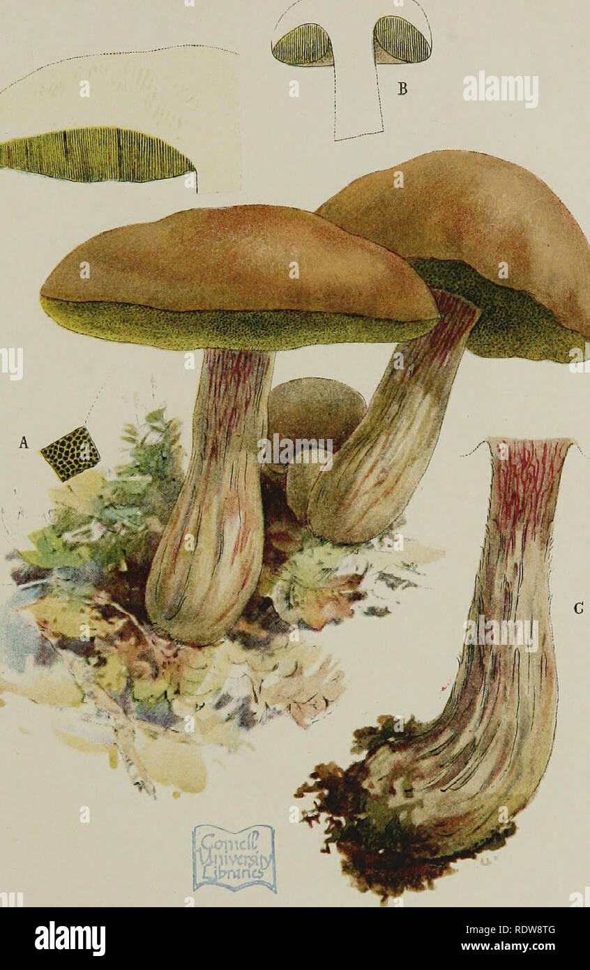 . Our edible toadstools and mushrooms and how to distinguish them; a selection of thirty native food varieties, easily recognizable by their marked individualities, with simple rules for the identification of poisonous species. Mushrooms; Cookery (Mushrooms); cbk. PLATE XX. Boletus Edulis.. Please note that these images are extracted from scanned page images that may have been digitally enhanced for readability - coloration and appearance of these illustrations may not perfectly resemble the original work.. Gibson, W. Hamilton (William Hamilton), 1850-1896; Herndon, James B. , Jr. fmo; Herndon Stock Photo