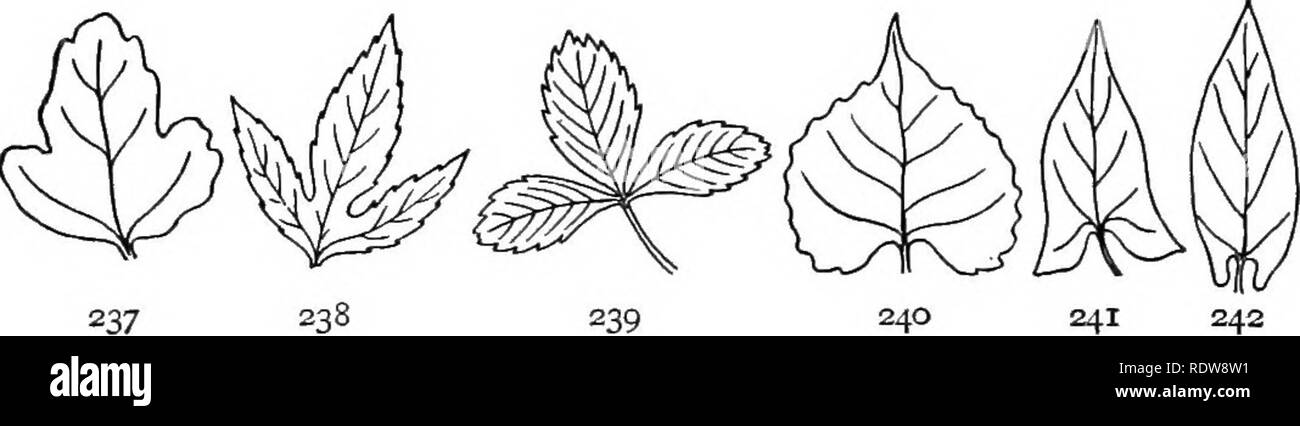 . Introduction to botany. Botany. 229 230 231 232 233 234 Figs. 229-239. Leaf Margins. 229, serrate; 230, dentate; 231, crenate-serrate. The divisions would be called crenate when rounded, with apices pointing outward instead of upward. 232, undu- late ; 233, sinuate; 234, pinnately lobed or incised; 235, more deeply pinnately lobed, or parted; 236, pinnately divided; 237, palmately lobed; 238, palmately parted; 239, palmately divided.. 237 238 239 240 241 Figs. 240-246. Bases of Leaves. 240, cordate; 241, hastate or halberd-shaped; 242, auriculate;. Please note that these images are extracted Stock Photo