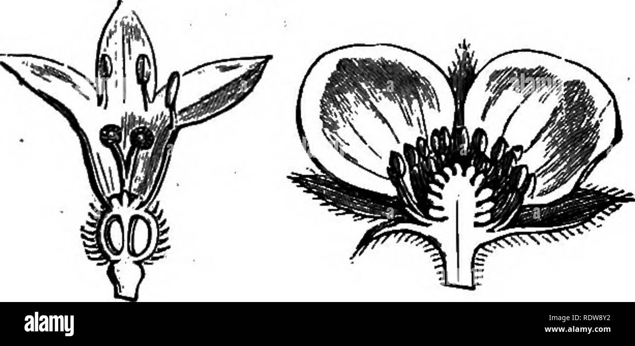 . Flowers and their pedigrees. Botany. 126 Flowers and their Pedigrees