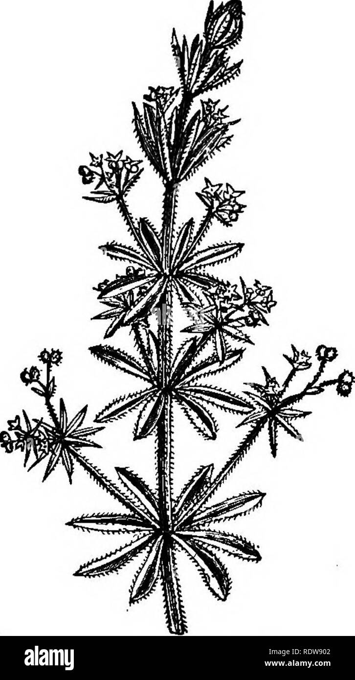 . Flowers and their pedigrees. Botany. Cleavers. loi and often obtrude themselves casually upon one's notice by looping themselves in graceful festoons about one's person. Now I am glad to have got you button-holed here upon the gate, because I can tell you all about the goose-grass as we sit on the top bar. Fig. 22.—Goose-giass or Cleavers. without risk of interruption ; and I dare say you will be quite surprised to learn that a very interesting and historical plant it is after all, in spite of its uninviting external aspect. You will find that its prickly leaves its square stem, its white fl Stock Photo