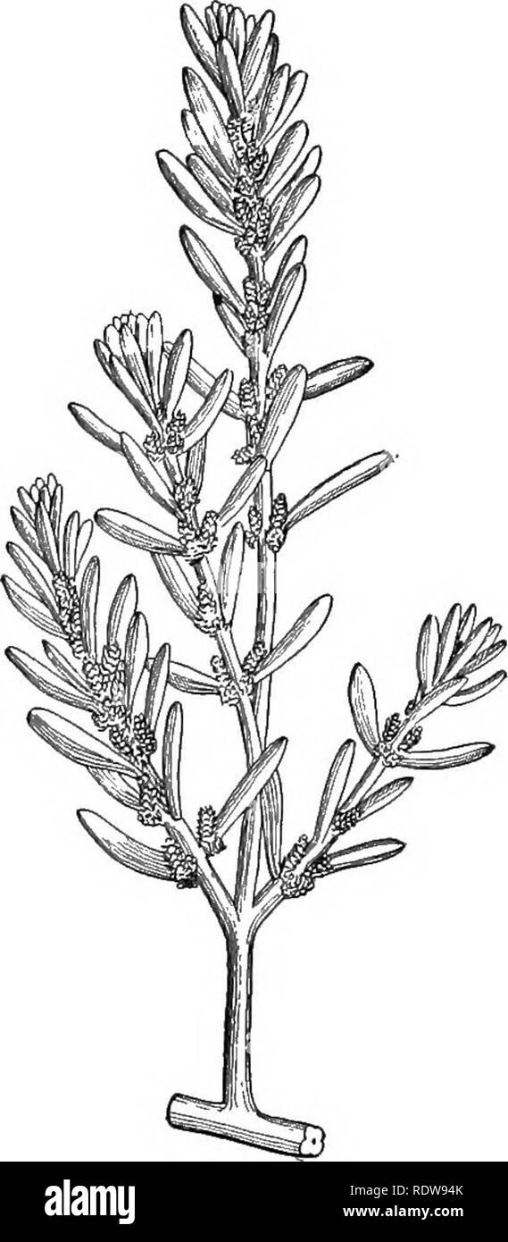 . Introduction to botany. Botany. Fig. 171. Batis maritima. Halophyte from a tropical sea beach. After Dam- mar. Fig. 172. Cassiope tetragona, bearing small, leath- ery, in-rolled leaves; from Greenland. After Warming. 172), growing in the cold soil of Greenland. In each of these plants the reduction of the transpiring surface is very marked. 209. Character of Hydrophytes.—^The hydrophytes are abundantly supplied with water and do not need to provide special devices to guard against its loss. But because they are often in part, or wholly, submerged in water they are in danger of suffering from Stock Photo