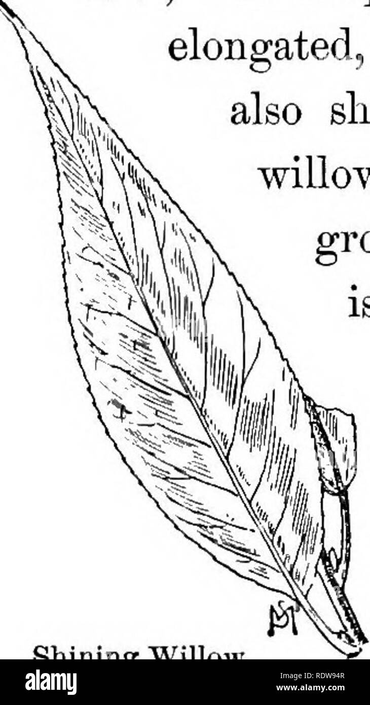 . Familiar trees and their leaves . Trees. 118 FAMILIAR TREES AND THEIR LEAVES. Western Black The Western black willow is WiUow. found from central 'New York Salixamygdaloides. ^..gg^ward to MisSOUri. The leaves are rather oval-lance-shaped, pale or often hairy beneath, and have long, slen- der stems; the little stipules (encircling the stems like leaflets) fall off when the leaves are yet young. This tree grows from 15 to 40 feet high* and is common on the banks of streams from Ohio to Missouri. Shining Willow. The shining willow may Saiixi-ucida. ^jg recognizcd at once by its bright leaf, wh Stock Photo