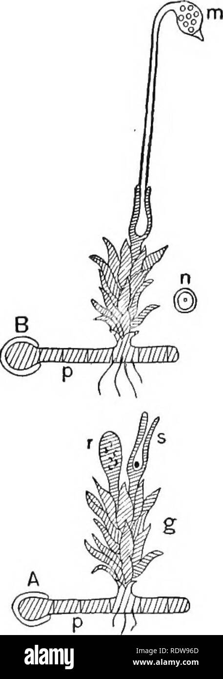 . Introduction to botany. Botany. 296 Introduction to Botany. constitution of the nu. Fig. 158. Diagrams of the sporophyte and gametophyte of a moss. The spore n produced asexu- ally in the capsule m (which with its stallc / is the sporo- phyte) is the beginning of the gametophyte. All of the gametophyte produced by the germination of the spore is shaded; all of the sporo- phyte is left unshaded, p in ^, the protonema from which springs the moss plant g (gametophyte together with p), bearing an archegonium {s) with its egg, and an an- theridium(?')with its sperms. B, a later stage, the capsule Stock Photo