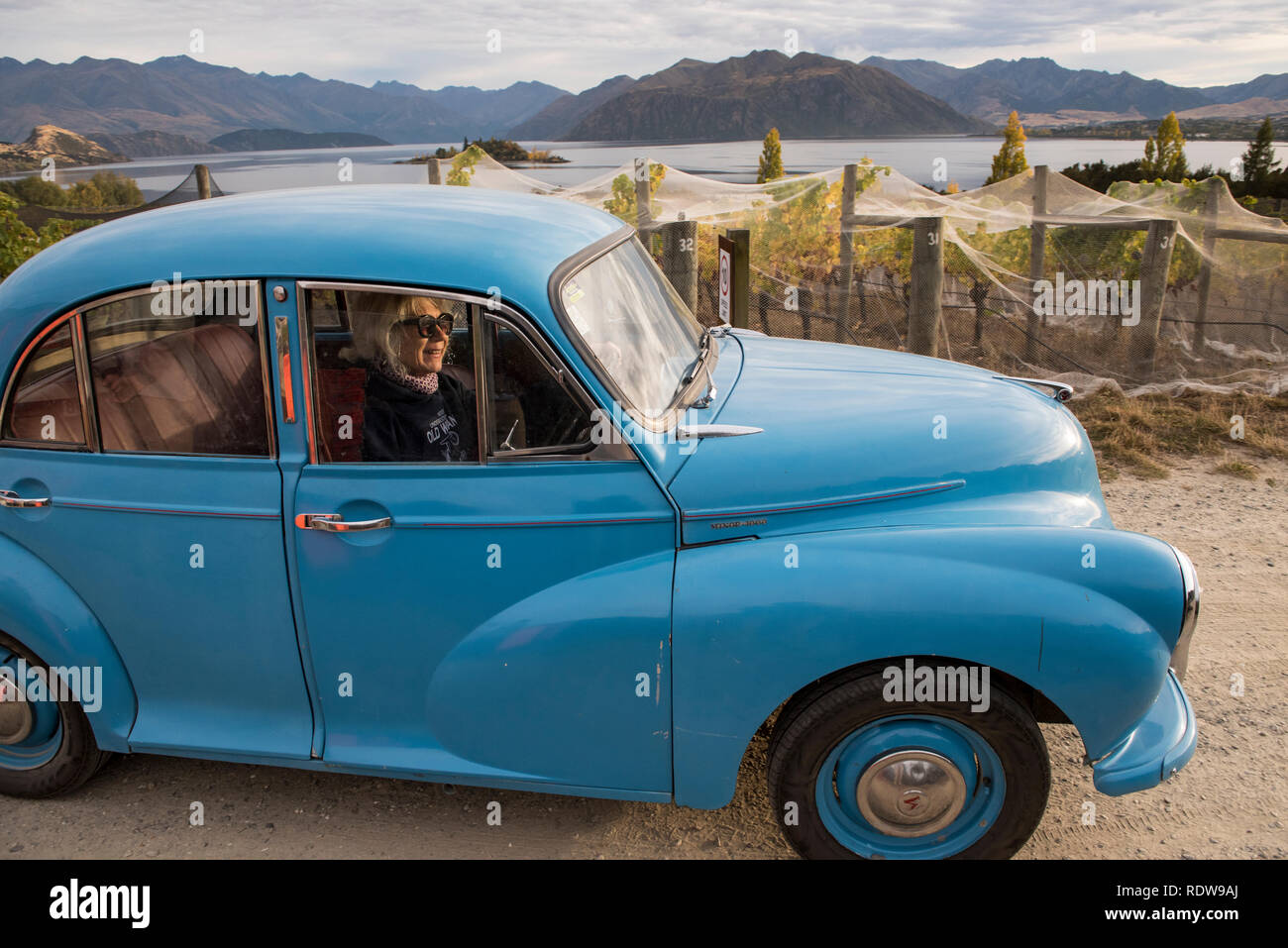 Workers harvest ripe grapes in autumn from vines in a vineyard in Wanaka, New Zealand. Woman driving old fashioned blue car. Stock Photo