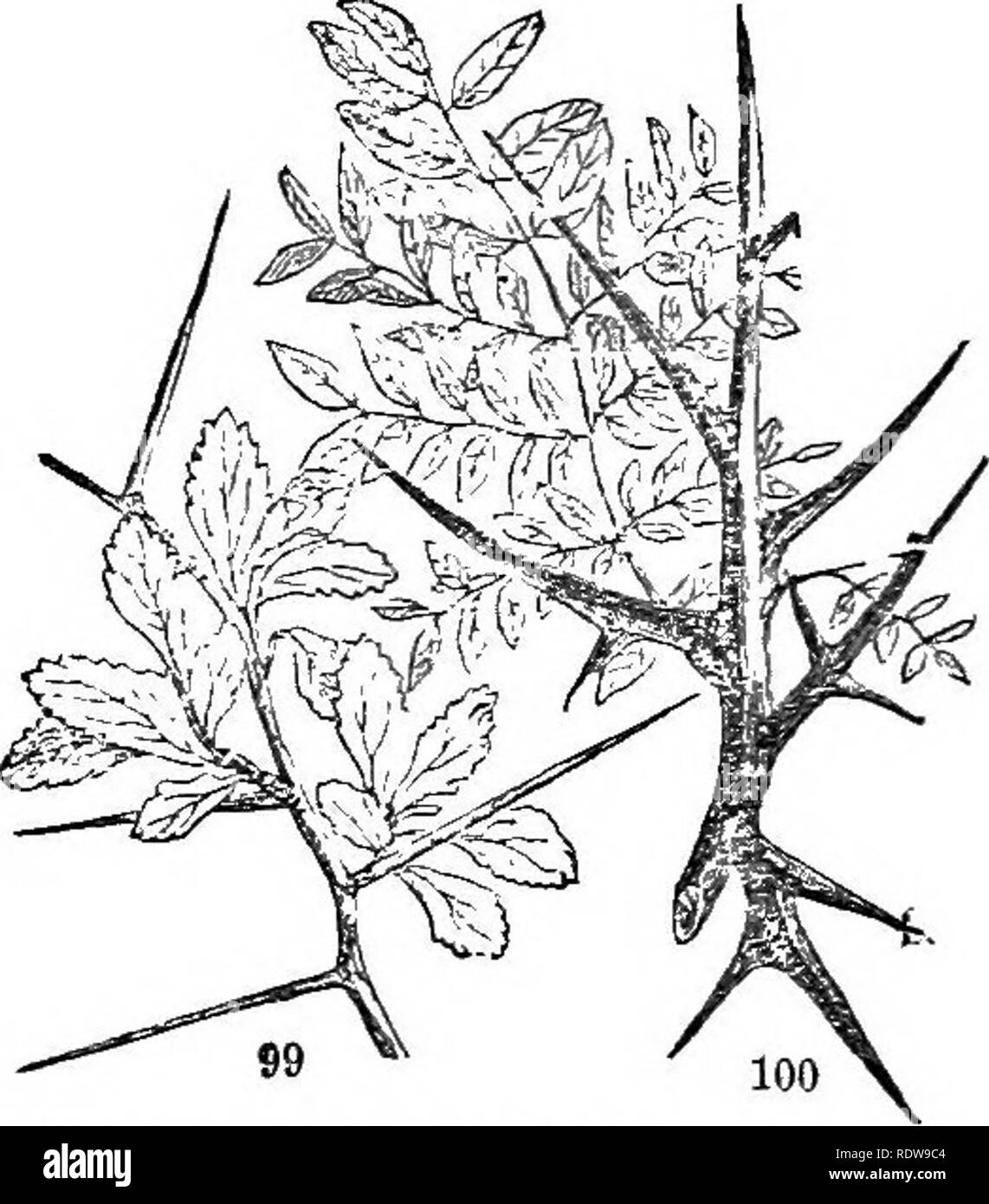 . Leaves and flowers : or, Object lessons in botany with a flora : prepared for beginners in academies and public schools . Botany. APPENDAGES. 39. prickles, as if in self defence. See the Tliorn-bnsh (Fig. 99), where the long straight thorns come from the axils of the leaves, and are woody. The terrible thorns of the Honey Locust (Fig. 100) are branched. Those of the common Locust are in the place of stipules. Those last mentioned, and all others which originate with the leaves (as in Berberis, Thistle, &amp;c.), are more prop- erly called spines. 67. As for the Rose and Bramble, they are arm Stock Photo