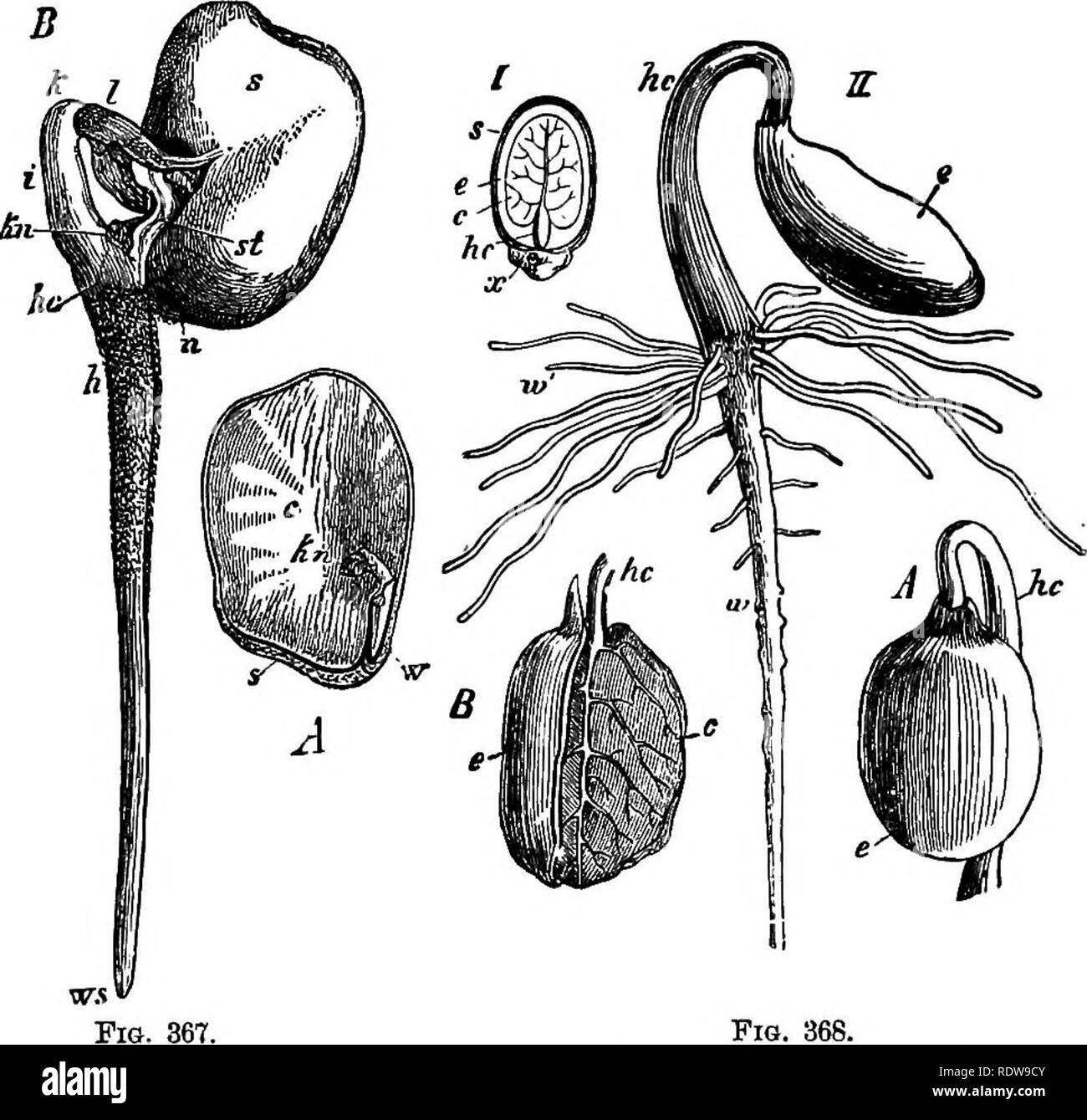 . Botany for high schools and colleges. Botany. 474 BOTANY. part such that the yeins rarely are parallel to each other, and in their anastomosing they form an irregular net-work. The germination of Dicotyledons may be illustrated by a couple of examples. In the seed of the Windsor Bean (Fig. 367) the embryo entirely fills up the seed-cavity, the endosperm having all been ab- ' â &quot;â Fiaa. 367-8.âGebmination op Dicotyledons.. FiQ. 368. Fig. 367.âHcia/o6a. .4, seed with one cotyledon removed; c, remaining cotyle- don ; ifcw, the plumule â w, the radicle : s, seed-coat. B, germinating seed ;  Stock Photo