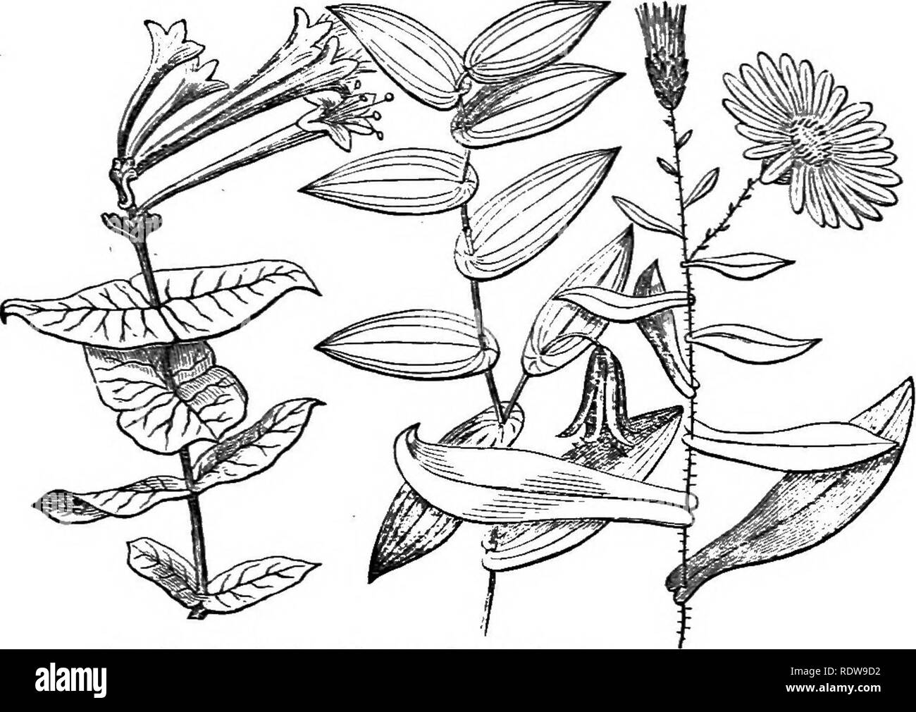 . Leaves and flowers : or, Object lessons in botany with a flora : prepared for beginners in academies and public schools . Botany. FORMS OF THE PETIOLK 33. Fig. 80. AmplexicanI leaves of Aster laevia. Fig. 81. Perfoliate leaves of Bellwort ( Uvularia.perfoliata). Fig. 82. Connate leaves of Honeysuckle {Lonicera sempersirens). 43. In Fig. 82 (Trumpet Honeysuckle) the leaves placed opposite are joined together by pairs, base to base. Such are connate leaves. 44. The forms of the petiole, when the petiole exists, are also various. Generally, it is merely a rounded, slender stem, but you will oft Stock Photo