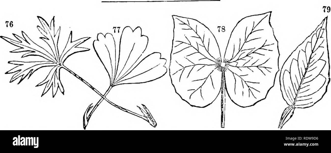 . Leaves and flowers : or, Object lessons in botany with a flora : prepared for beginners in academies and public schools . Botany. 32 OBJECT LESSONS IN BOTANY.. Fig. 76. PotentiUa anserina; leaf with five out lobes, almost quinate. Fig. 77. PotentiUa tridentata; ternate, with palmate, three-toothed leaflets Fig. 78. Jeffersonia diphylla; a binate leaf. Fig. 79. Lemon ; a simple leaf jointed to the petiole. LESSON VIII. SESSILE LEAVES—FOEMS OP STIPULES. 41. &quot;Wb have already stated (Lesson I., § 6) that many leaves are without petioles (foot-stalks), or, in other words, are sessile. The fi Stock Photo