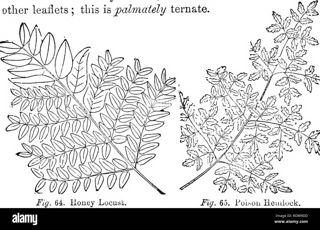 . Leaves and flowers : or, Object lessons in botany with a flora : prepared for beginners in academies and public schools . Botany. 30 OBJECT LESSONS IN BOTANY. 88. Every one knows that the mmiber of leaflets in the Clover is three; also in the Bean, and in this figure (62) of the Desmodium leaf. Such leaves are called ternate. But here the pupil will notice another important distinction. In this Desmodium leaf, the odd leaflet is stalked, and is said to be pinnately ternate ; in Clover, tlie odd leaflet is nearly sessile, like the other leaflets ; this is palmately ternate.. Fig. 65. l*oi.--o Stock Photo