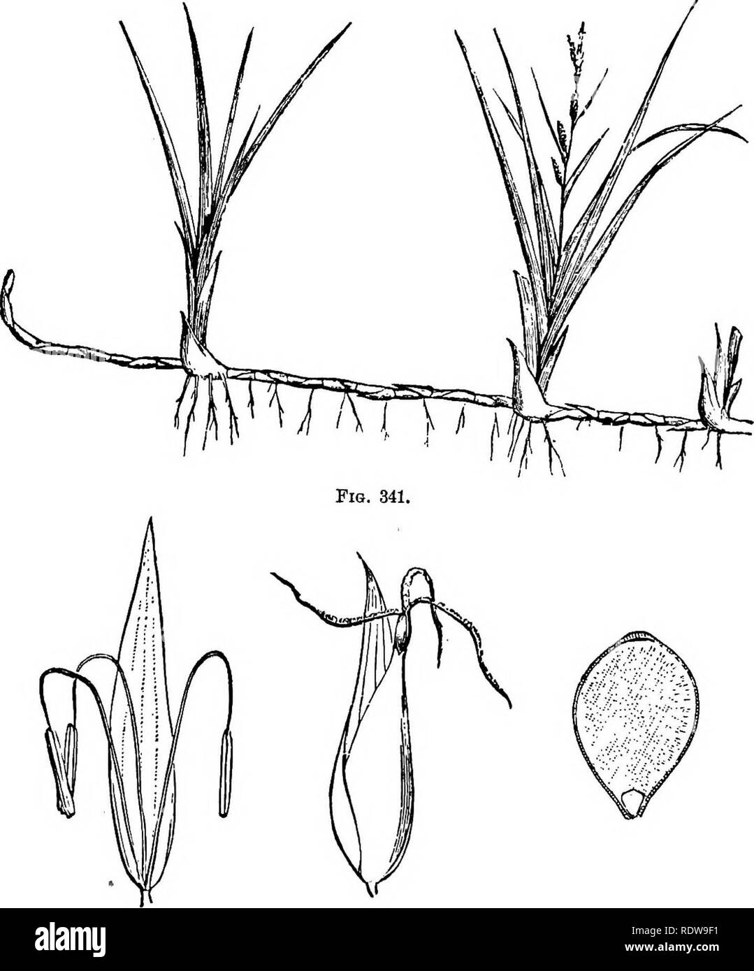 . Botany for high schools and colleges. Botany. -456 BOTANY. merce are made. It is cultivated extensively in the Southern United States, Cuba, Brazil, and, in fact,- in all warm countries of the world. Fioa. 341-4.—Illustratiohs op Cabez.. Fio. 342. Fio. 343. Eio. 344. Fig. 341.—Underground stem, sending up leafy and flowering stems. Fig. 842.—Male flower. Magnified. Fig. 343.—Female flower. Magnified. Fig. 344.—Section of seed. A&amp;gnified. It is a curious fact that while the annual production of cane sugar ia the world is now about 4,000,000,000 pounds, yet five hundred. Please note that t Stock Photo