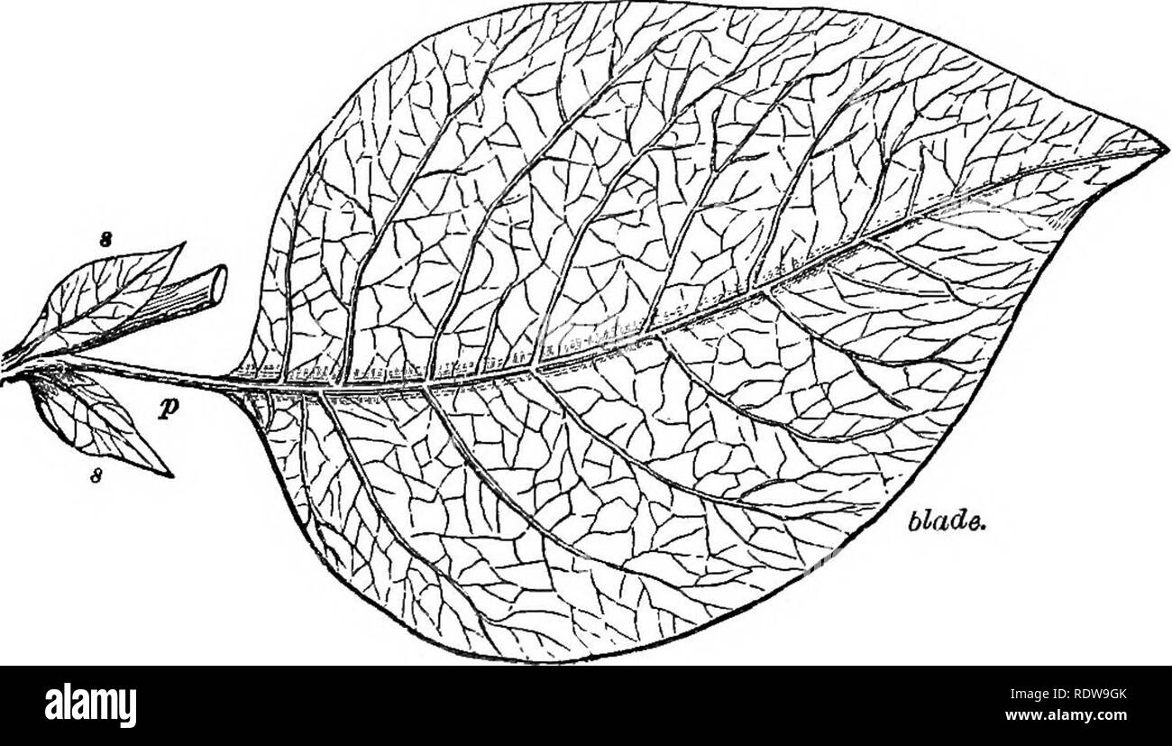 . Leaves and flowers : or, Object lessons in botany with a flora : prepared for beginners in academies and public schools . Botany. VEINS OF THE LEAP. 11 LESSON II. VEINS AND VENATION OF THE LEAF. 6. The blade of the Quince leaf (Fig. 2) shows many veins running through it, and branching all over it. Examine. blade. Fig. 2. Leaf of the Quince, showing the veins. them. First, the petiole seems to be extended and continued right through, from the base to the apex, forming the largest vein in the leaf. This is the midvein. 1. Next observe several large branches sent off from this midvein on both  Stock Photo
