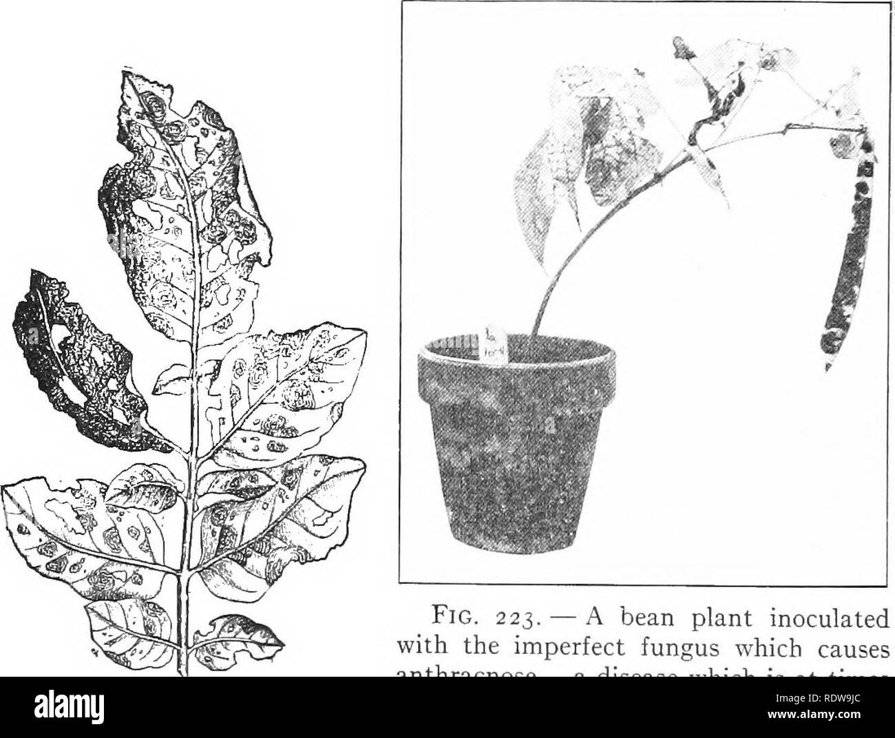. Textbook of botany. Botany. 388 TEXTBOOK OF BOTANY crops in order to eliminate the disease. It has been found that lime, ashes, and horse manure tend to increase the growth of the fungus. Care must be taken to use only dis- infected potatoes for planting. 392. Peach Scab. — This is a common and well-known disease, found on almost all second- and third-grade peaches. Fig. 2 2 2. — A potato leaf at- tacked by the early blight. Fig. 223. — A bean plant inoculated with the imperfect fungus which causes anthracnose—a disease which is at times very serious, attacking the younger parts of the stem, Stock Photo