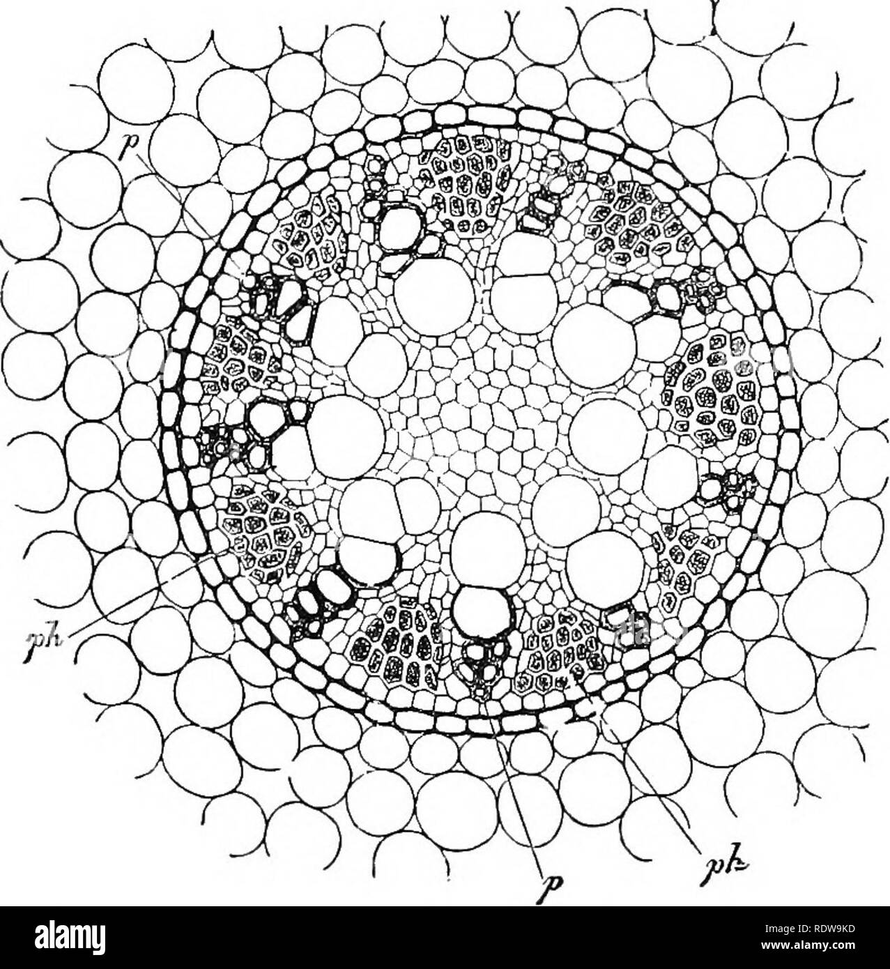 . Plants; a textbook of botany. Botany. 294 PLANT STEDCTUEES. Fig. 276