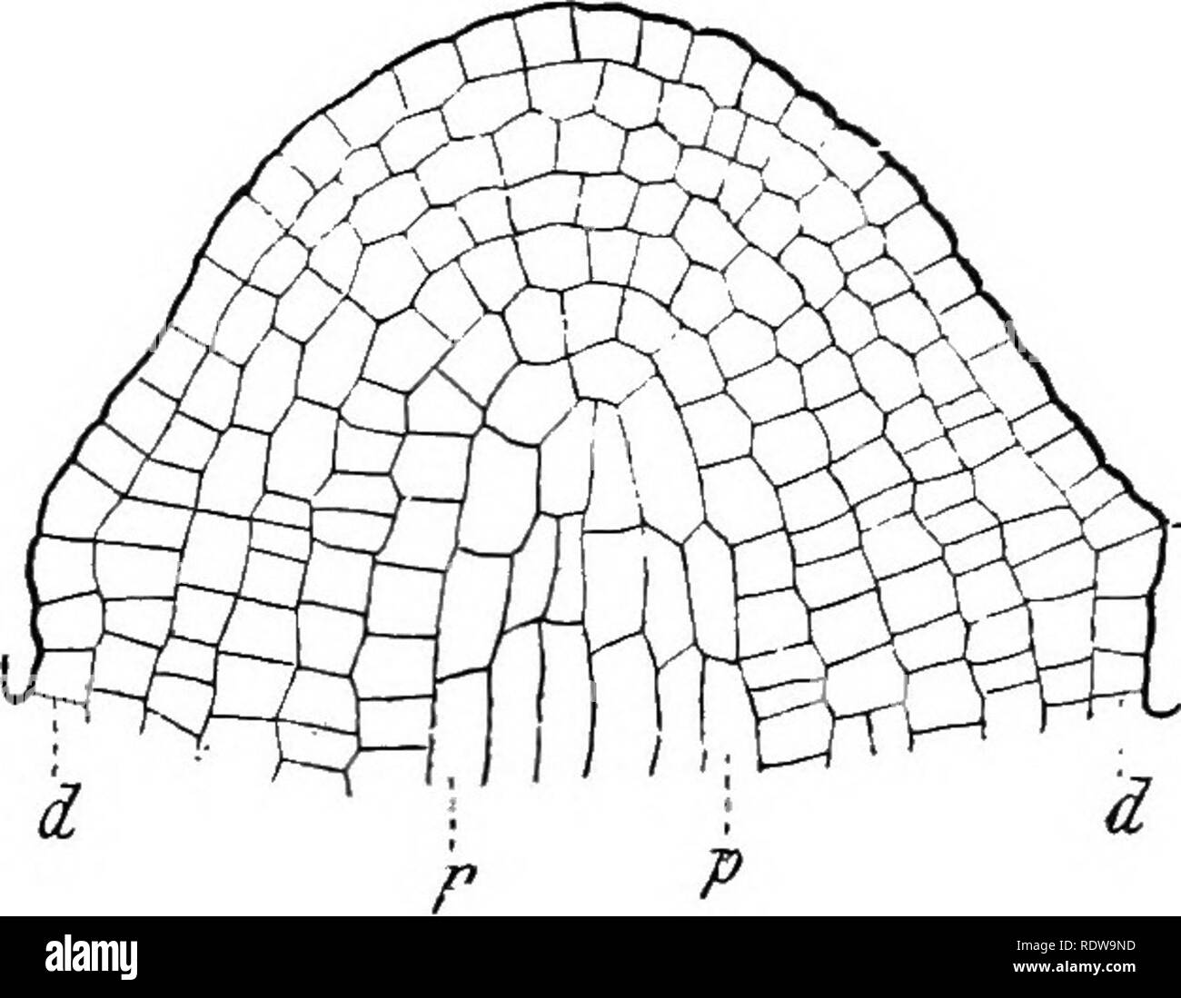 Plants A Text Book Of Botany Botany Differe Stiation Of Tissues 2 At The Apex Of The Growing Stem There Is A Group Of Active Meristem Cells From Which All The Tissues Are