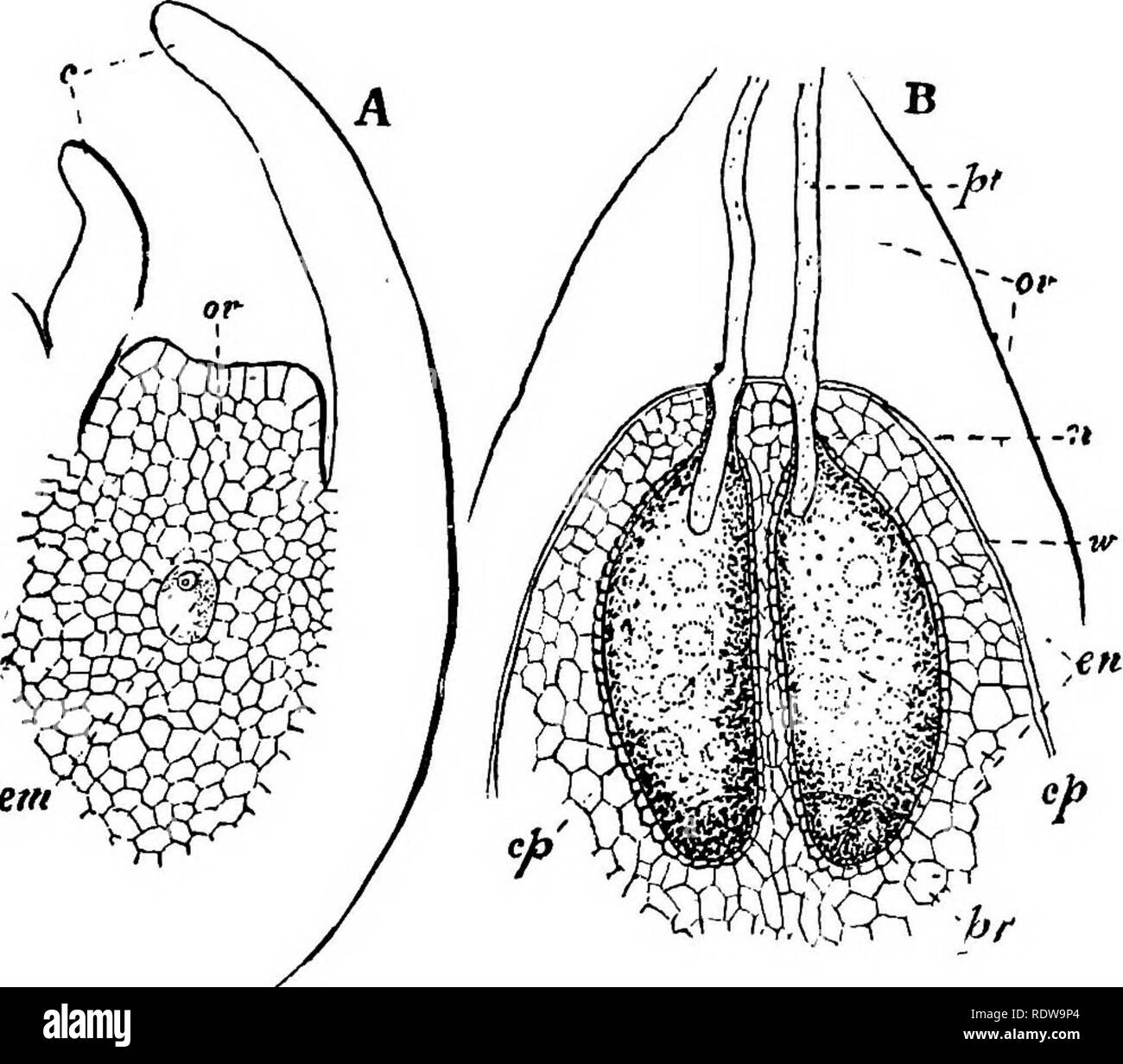. Botany for high schools and colleges. Botany. QYMNOSPEBM^. 401 the female flower of the Gymnosporms. The only consider- able departure from the plan of the flower, as here given, is found in the order Gnetacem, which will be described further on. 510.—The ovule is at first a minute protuberance of. em Pig. 297.-4, longitudinal section of an ovule of Pinua Larico, taken from a cone just opened ; c, tlie coat of the ovule, in section ; o», the body or &quot; nucleus&quot; of the ovule ; this includes all the figure which is filled out, showing the cells ; em, the young embryo sac, £, a similar Stock Photo