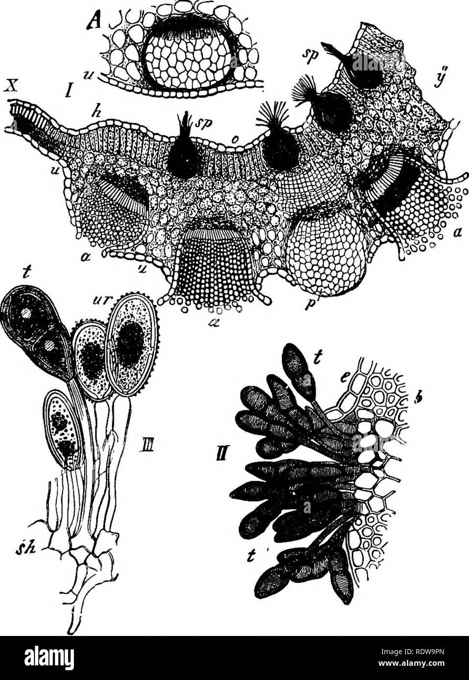 . Botany for high schools and colleges. Botany. TJBEBINEM. 311 hyphae, which penetrate between the cells, causing the leaves to become usually much thickened and distorted in those parts which are infested with the parasitic growths. Oc-. Fig. 216.—Several stages of Pwxinia graminia. A, part of a vertical section of a leaf of the Barberry (Berberis vulgaris), with a young unopened secidium fruit; u, epidermis. /., section of a Barhen-y leaf, natural thickness at X, greatly thickened from A towaid y; u, epidermis of the under surface ; o, of the upper surface ; », unopened secidium fruit; a, a, Stock Photo