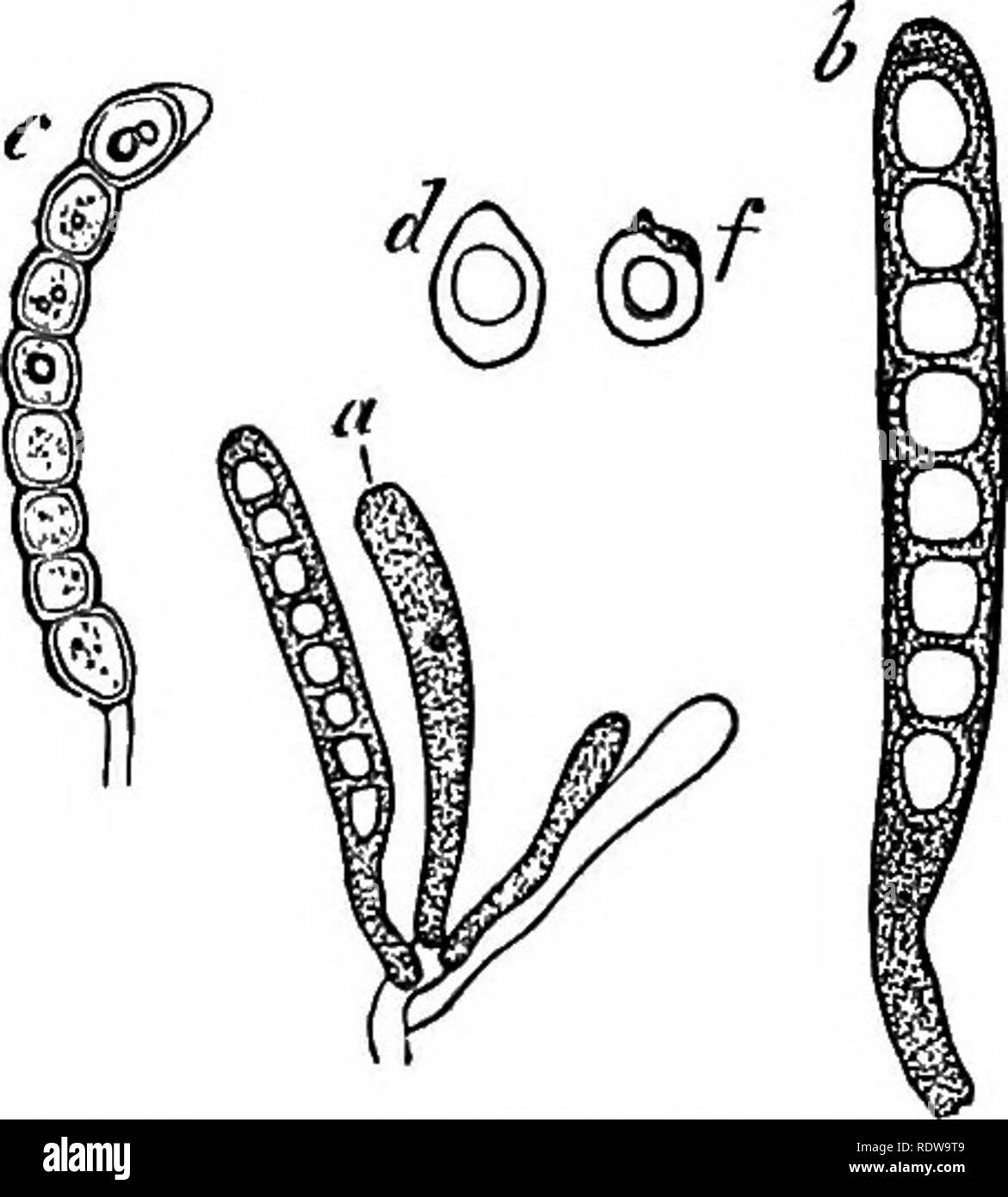 . Botany for high schools and colleges. Botany. 298 BOTANY. ascus (the so-called free cell formation). Usually there is a considerable quantity of the unused protoplasm left over after the ascospores are fully formed (Fig. 304, a, h, c). The usual number of ascospores is eight (Figs. 202, 203, 204), although in exceptional genera they range from one or two (Umbilicaria) to a hundred or more (Bactrospora, and other genera). They are frequently septate, sometimes being di- vided into two portions—e.g., Parmelia (Fig. 202)—or many, as in Gollema Urceolaria, etc. In the gymnocarpous lichens the as Stock Photo
