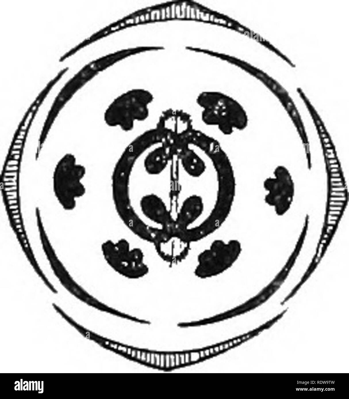 Diagram of mustard plant hires stock photography and images Alamy