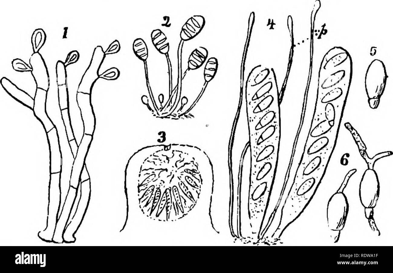 . Botany for high schools and colleges. Botany. P YBEN0MT0ETE8. 293 ascus contains eight ovate ascospores, wliioh are two-parted, as is the case in many other members of this order (5, Fig. 200). The ascospores escape through a jDore in the top of the ascus, and in from three to five days begin to ger- minate by sending out a tube or small hypha; sometimes two or more hyphae start out from a single ascospore (6, Fig. 300). 388.—Besides the perithecia, there are other cavities found which much resemble them, but which contain other supposed reproductive bodies. In one kind are found the stylosp Stock Photo
