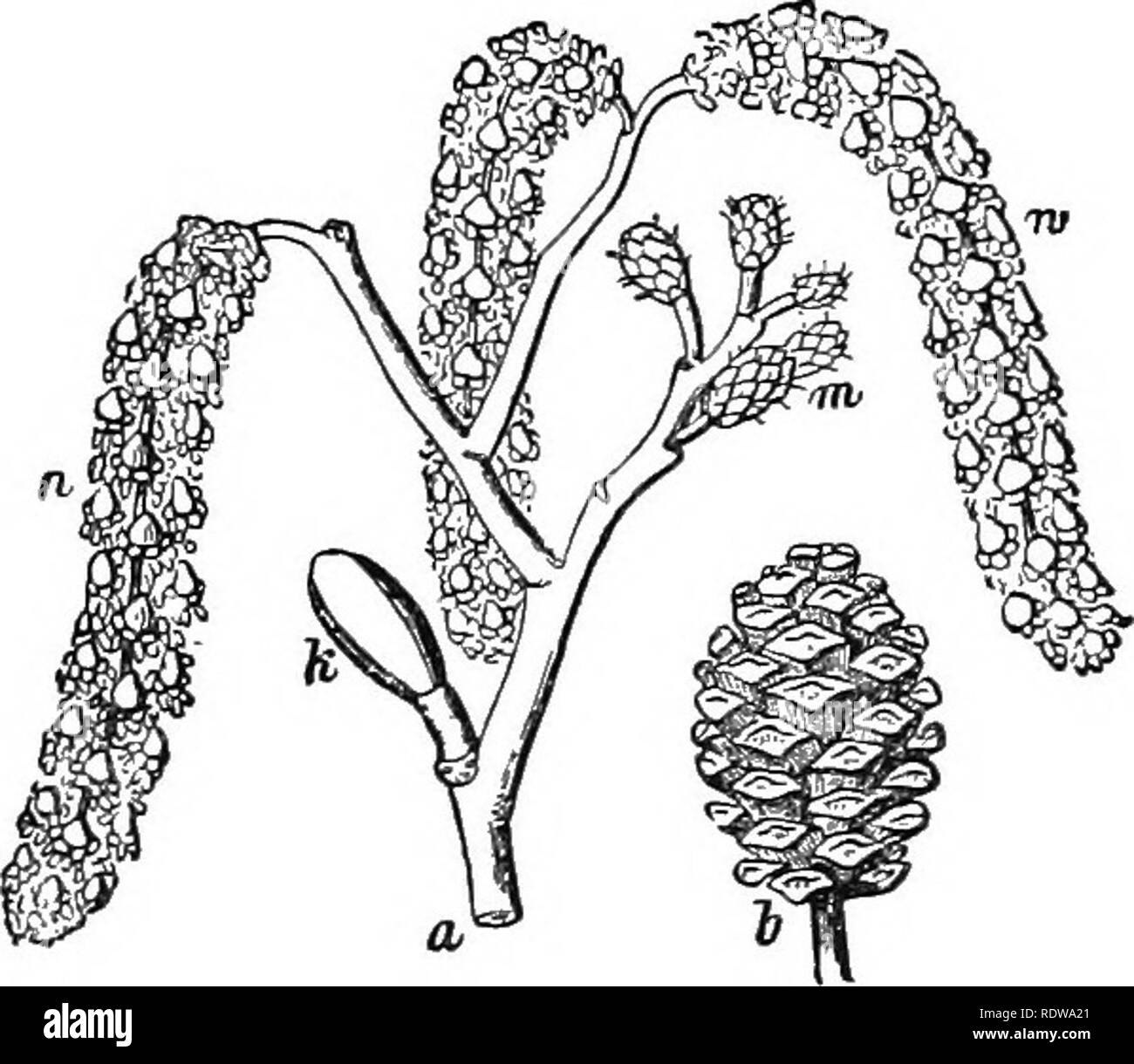 Raikin Cut Out Stock Images & Pictures Alamy