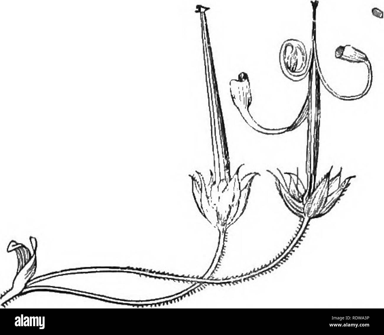 Edible plant development Black and White Stock Photos & Images - Alamy