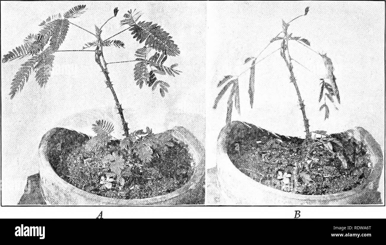 palmlilie wann pflanzen Yucca filamentosa