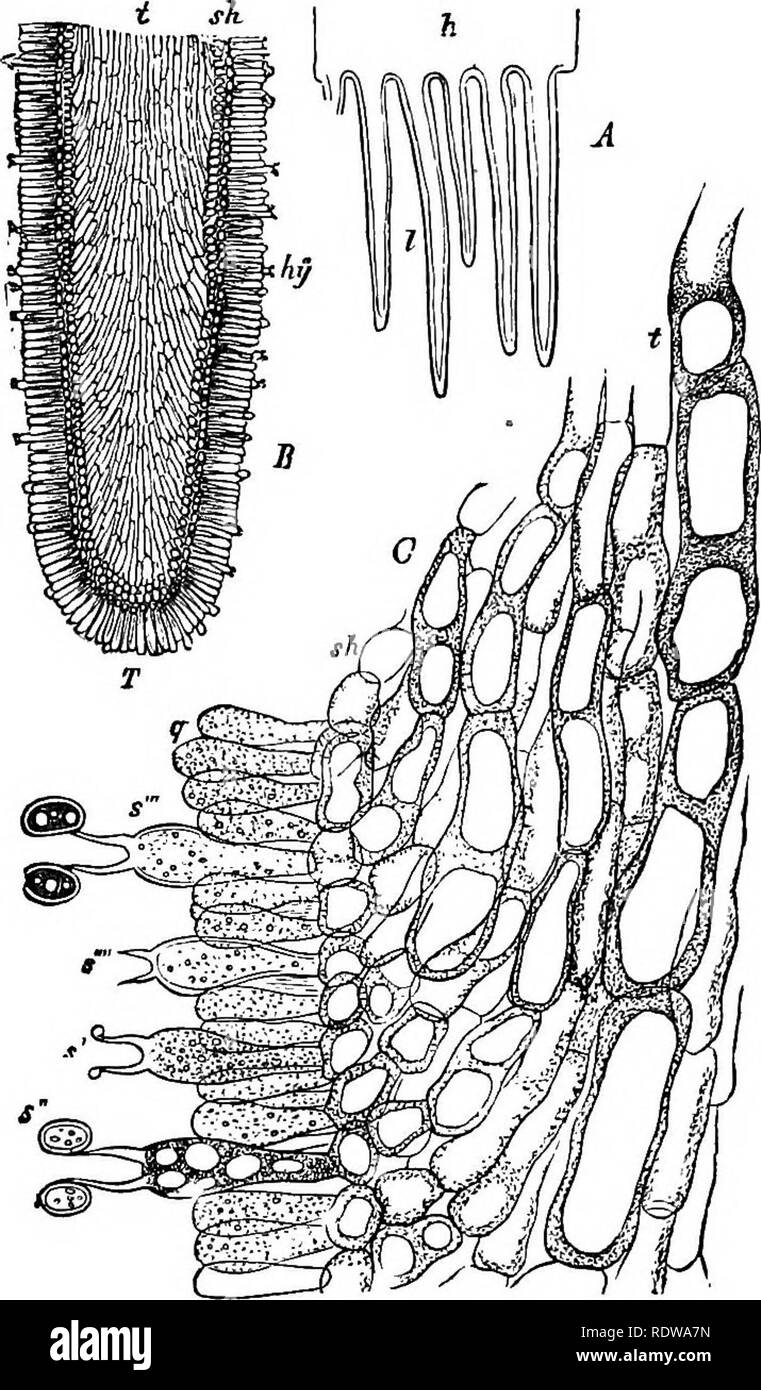 . Botany for high schools and colleges. Botany. HTMEN0MYGETE8. 327 come densely felted into tough masses five to ten or more millimetres in thickness, and of many centimetres in breadth and length; it frequently also becomes compacted. Fig. 236.—.4, cross-section of the gills or lamellae (l), of Agaricus camptstris; A, &quot;portion of pileus ; J5, section of one of the gills, more highly magnified ; t, the cen-' tral tissue of the gill {trama); sh, the sub-nymenial layer of short, rounded cells ; Ay, hymenium. (7, a small portion of .B, more highly magnified ( &lt; 550); t. trama; fi/i, sub-h Stock Photo