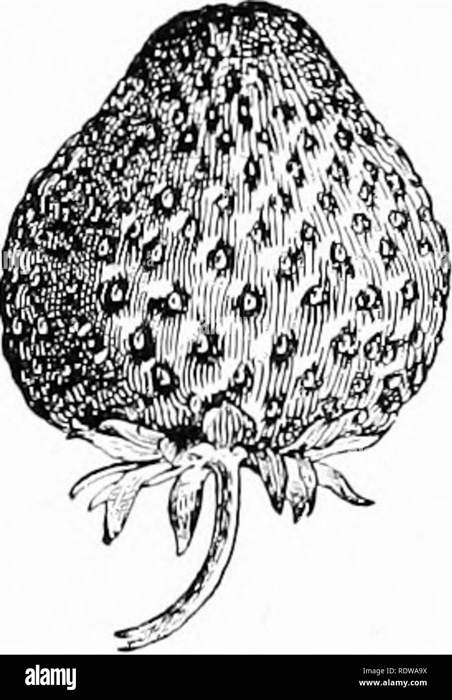 Beeg Black and White Stock Photos & Images Alamy