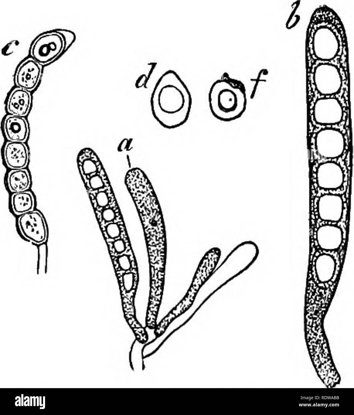 . Botany for high schools and colleges. Botany. 298 BOTANY. aseus (the so-called free cell formation). Usually there is a considerable quantity of the unused protoplasm left over after the ascospores are fully formed (Fig. 304, a, b, c). The usual number of ascospores is eight (Figs. 302, 303, 304), although in exceptional genera they range from one or two (Umbilicaria) to a hundred or more {Bactrospora, and other genera). They are frequently septate, sometimes being di- vided into two portions—e.^., Parmelia (Fig. 202)—or many, as in Gollema Urceolaria, etc. In the gymnocarpous lichens the as Stock Photo