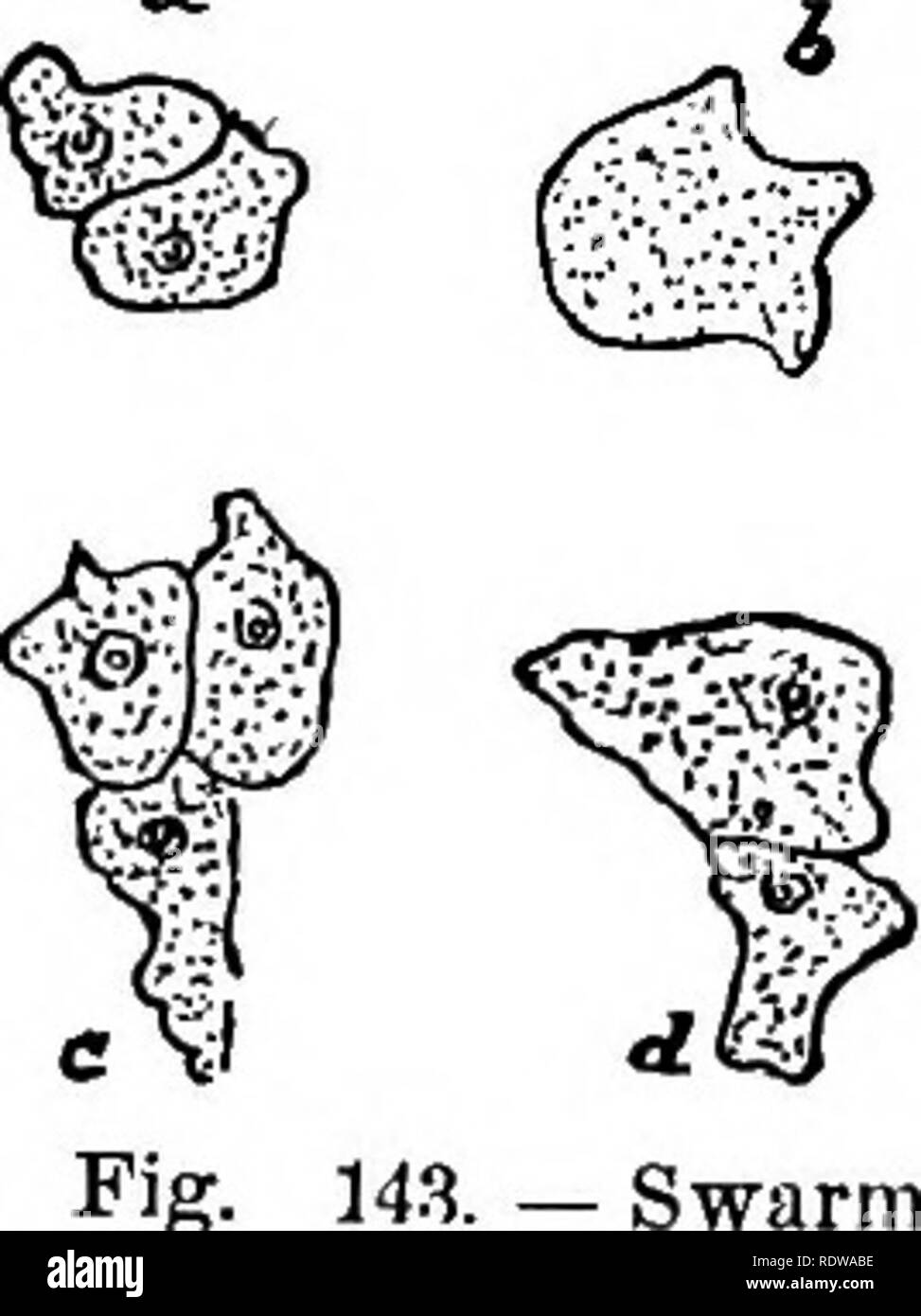 . Botany for high schools and colleges. Botany. 210 BOTANY. sporangium, which may be distinct (Fig. 144, B), or it may be a flattisb, cake-like mass, the so-called wthaliwn, directly derived from the plasmodium. In most cases the spore- bearing masses contain internally, besides the spores, a structure called the Capillitium, consist- ing of thin-walled, spirally thickened, or otherwise marked tubes variously disposed (Pig. 144, C, cp). In some cases, where there is a distinct sporangium, the pedi- cel of the latter is eontimied into it as a central column ; this is known as the Col- umella ;  Stock Photo