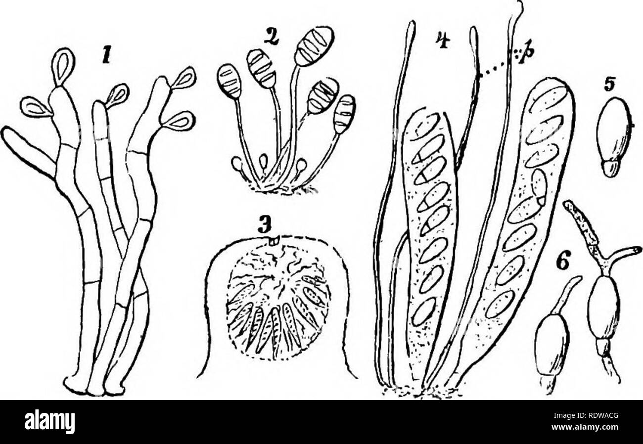 . Botany for high schools and colleges. Botany. P TRENOMYCETES. 293 â ascus contains eight ovate ascospores, wliicli are two-parted, ^s is the case in many other members of this order (5, Fig. 200). The ascospores escape through a pore in the top of the ascus, and in from three to five days begin to ger- minate by sending out a tube or small hypha; sometimes two or more hyphse start out from a single ascospore (6, Fig. 200). 388.âBesides the perithecia, there are other cavities found which much resemble them, but which contain other supposed reproductive bodies. In one kind are found the stylo Stock Photo