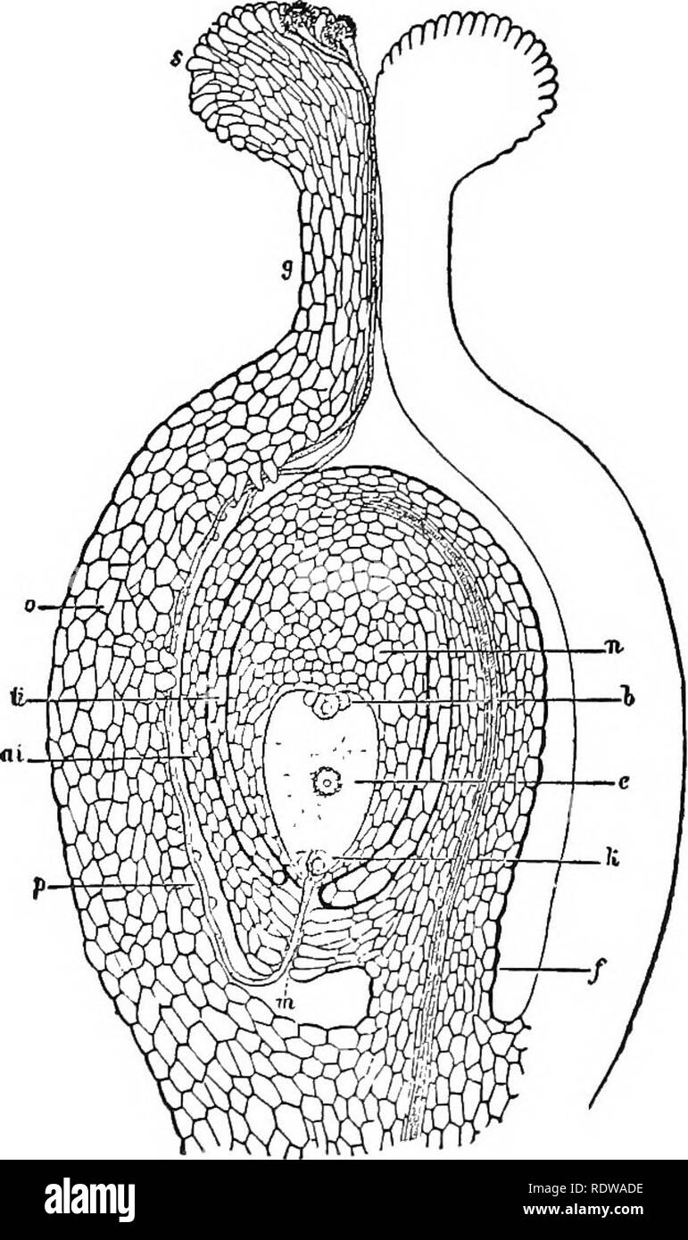 . Plants; a text-book of botany. Botany. 202 PLAXT STEUCTUEES ordinary nutritive cells of the gametophyte remains, and the whole structure seems to represent a single antherid- ium. At first it consists of two cells, the large wall cell and the small free generative cell (Fig. 172, D). Later the generative cell di- vides (Fig. 172, E), either while in the pollen - grain or after entrance into the pol- len-tube, and two male cells (sperm mother- cells) are formed (Fig. 172, F), which do not organize sperms, but which function direct- ly as gametes. When pollination occurs, and the pollen has be Stock Photo