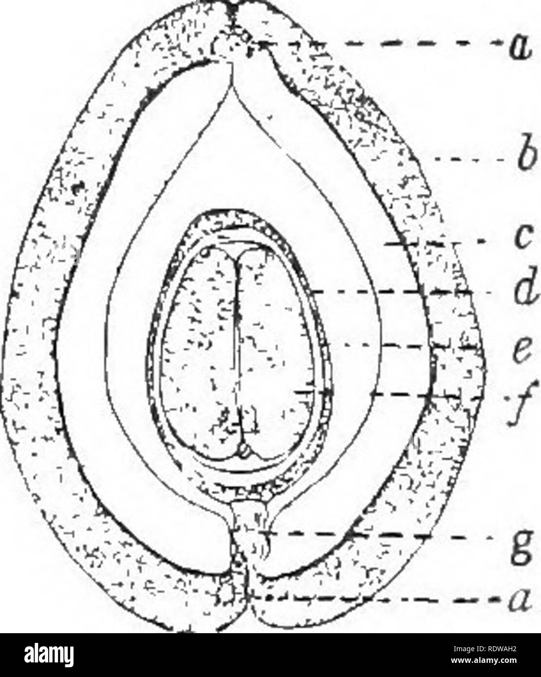 Thick seed coat hires stock photography and images Alamy