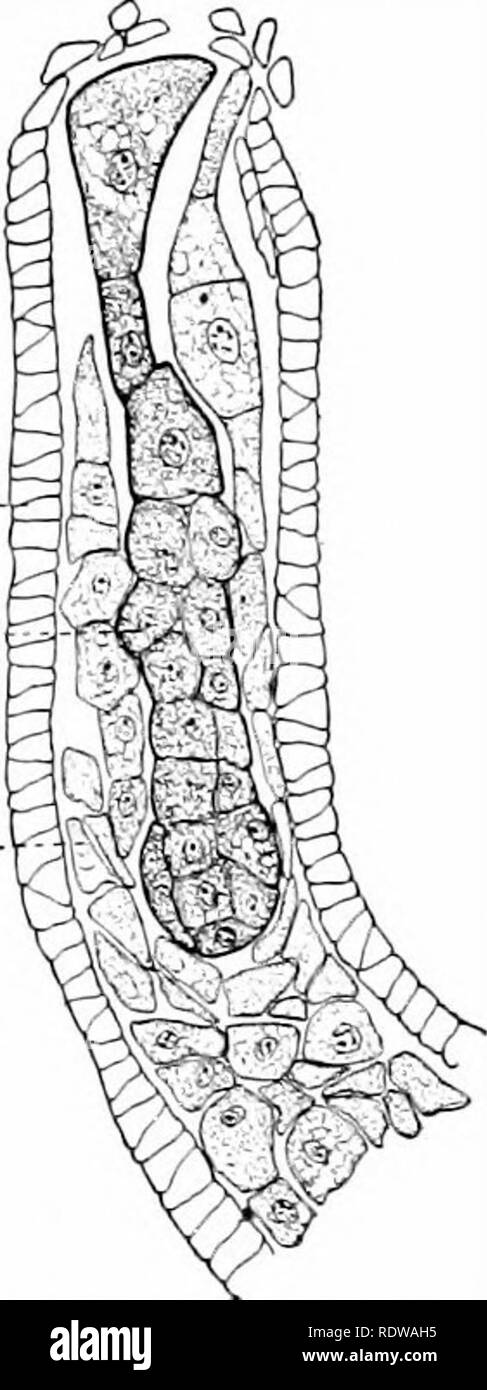. Textbook of botany. Botany. THE BEAN 149 171. The Mature Male Plant; Fertilization. — The pollen tube, in the bean as in the pine, is an outgrowth of the vegetative cell of the pollen grain (Fig. 86, C). Soon after the tube begins to grow, the generative cell moves into the tube and there divides to form two male gametes. The mature male plant of the bean consists therefore of only three cells — the vegetative cell which includes the pollen tube, and the two male gametes. The pollen tube grows from the stigma down through the canal of the style, feeding as it grows on substances produced by  Stock Photo