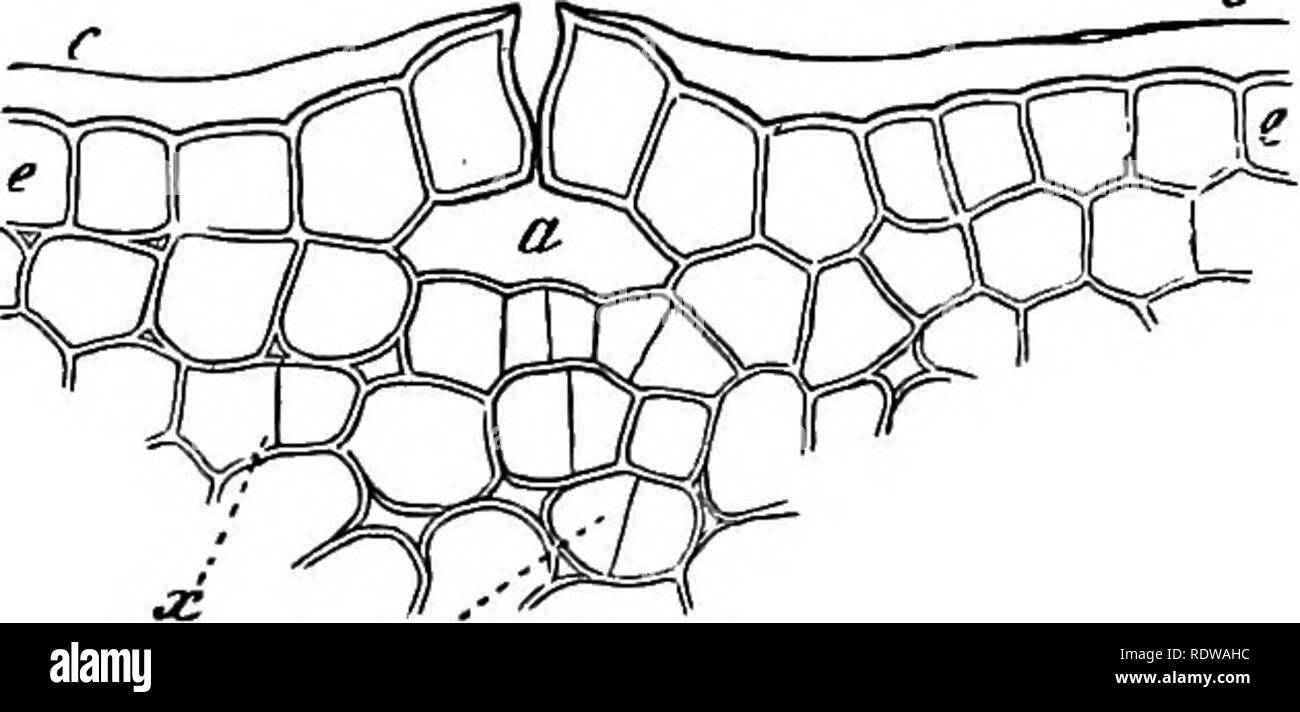 Cork cambium Black and White Stock Photos & Images Alamy