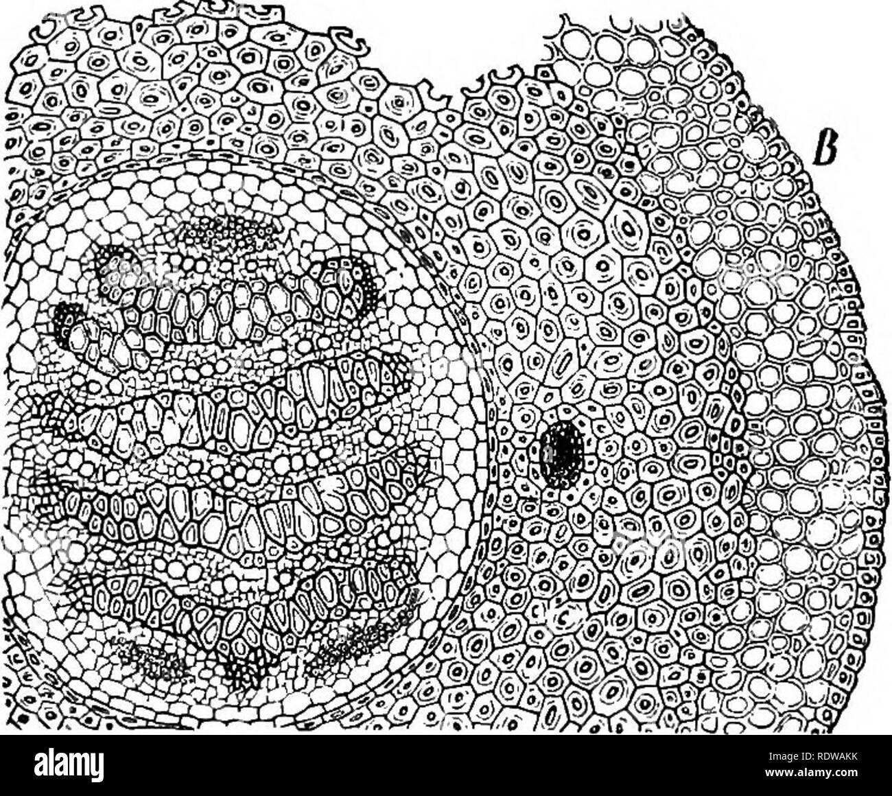 . Botany for high schools and colleges. Botany. 112 BOTANY. the bundles are curiously isolated from the surrounding ground tissues of the stem. 141.—The bundle of the nearly related Lycopodium com- planatum is much more complex in its structure (Fig. 101). Here there are four parallel plates of tracheary tissue, each having a structure like the single plate of the bundle of Selaginella incequifolia. Between the tracheary plates there is in each case a row of sieve tubes imbedded in a lignified tissue composed of elongated cells (sclerenchyma, or fibrous. Fig. 101.—Crose-eection of the stem of  Stock Photo
