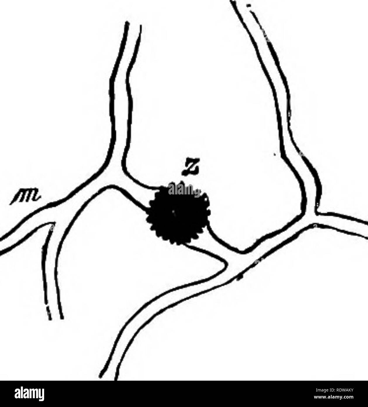 . Botany for high schools and colleges. Botany. 338 BOTANY. The steps in the process in Mucor stolonifer are briefly as follows : two hyphae come near each other, and send out small branches, which come in contact with each other {a, Kg. 160) ; these elongate and become club-shaped, and at the same time they become moi'e closely united to each other at their larger extremities {i, Fig. 160); a little later a trans- Terse partition forms in each at a little distance from their place of union (c. Fig. 160) ; the wall separating the new terminal cells is now absorbed, and their protoplasmic con-  Stock Photo